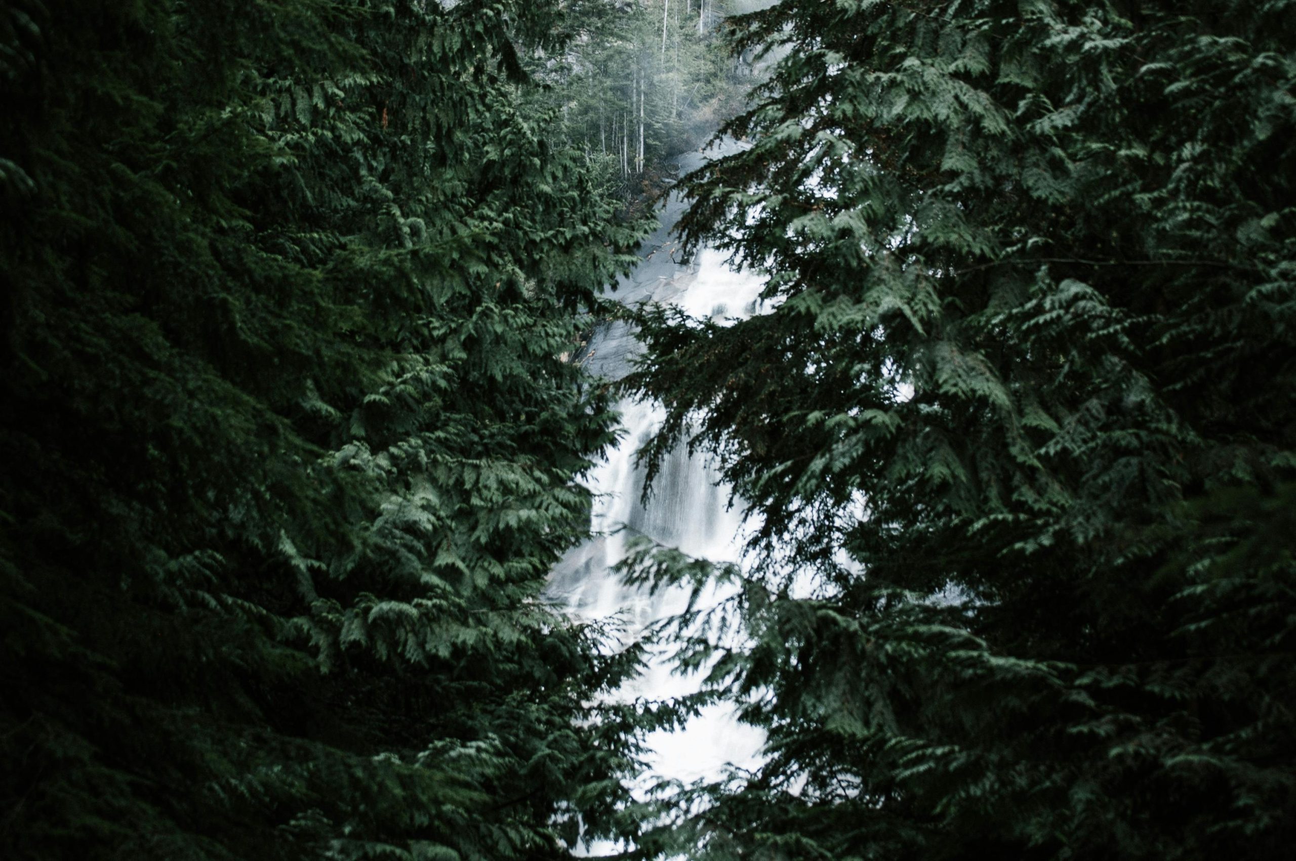 Forest and Waterfall